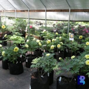 Root Control Non Woven Bag | Non Woven Nursery Bags