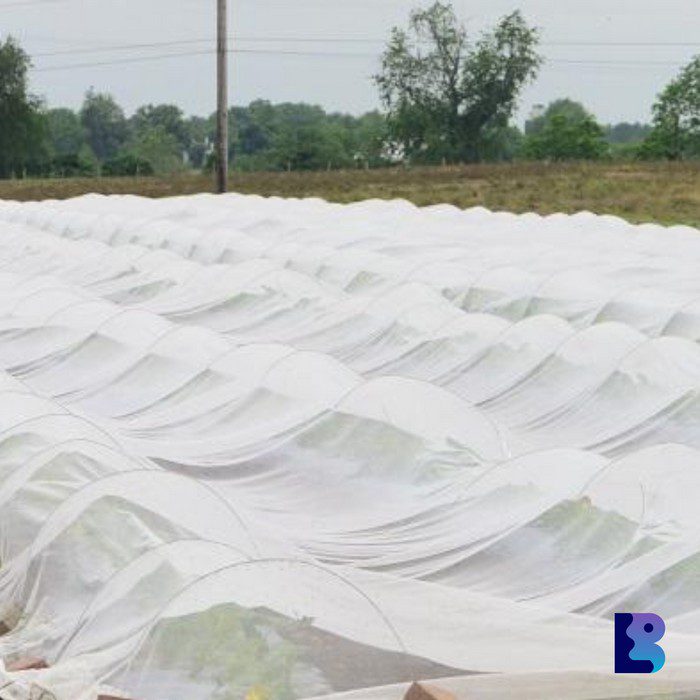 Non Woven UV Treated Ground Cover | UV Treated Non Woven Fabric