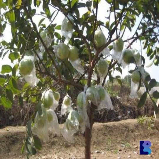 Non Woven Fruit Protection Bags | Fruit Protection Covers - Image 3